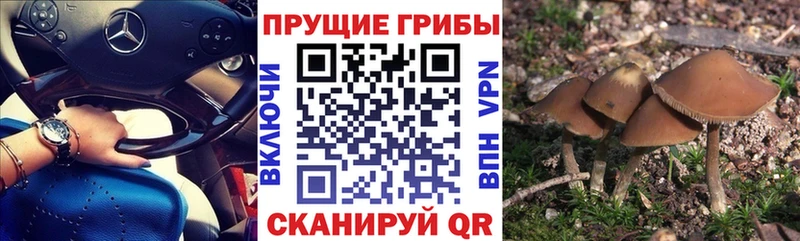 Купить закладки  Тосно  Галлюциногенные грибы мухоморы 
